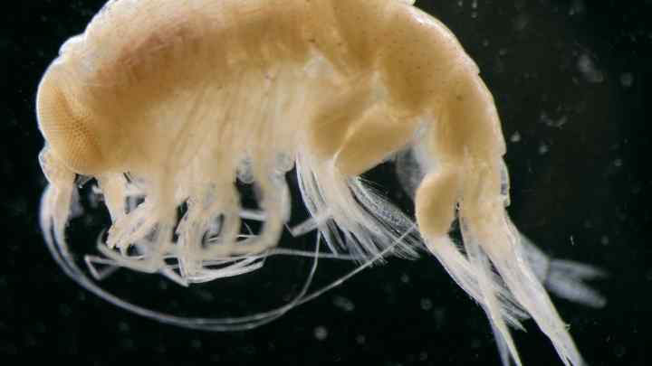 Що таке планктон